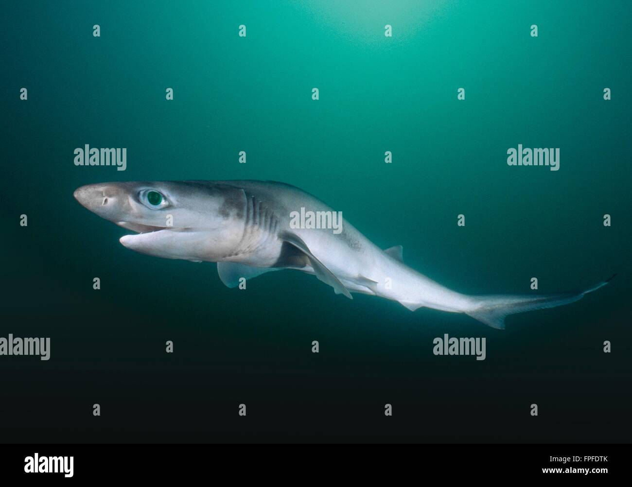 Aiguillat Requin Sevengill (Heptranchias perlo requin sevengill en eau profonde). Banque D'Images