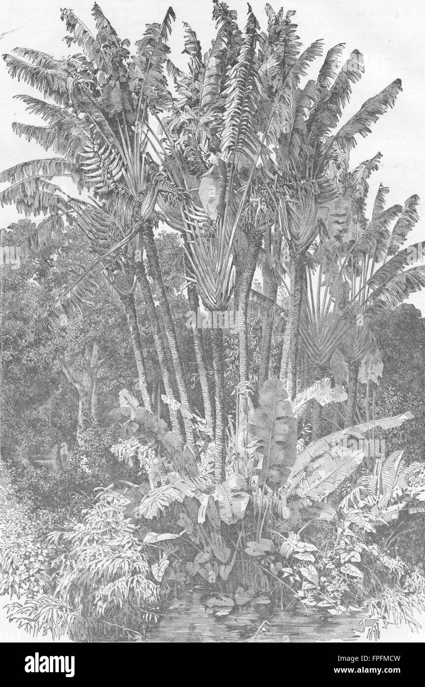 MADAGASCAR : Arbres, ancien Ravenal 1880 Banque D'Images