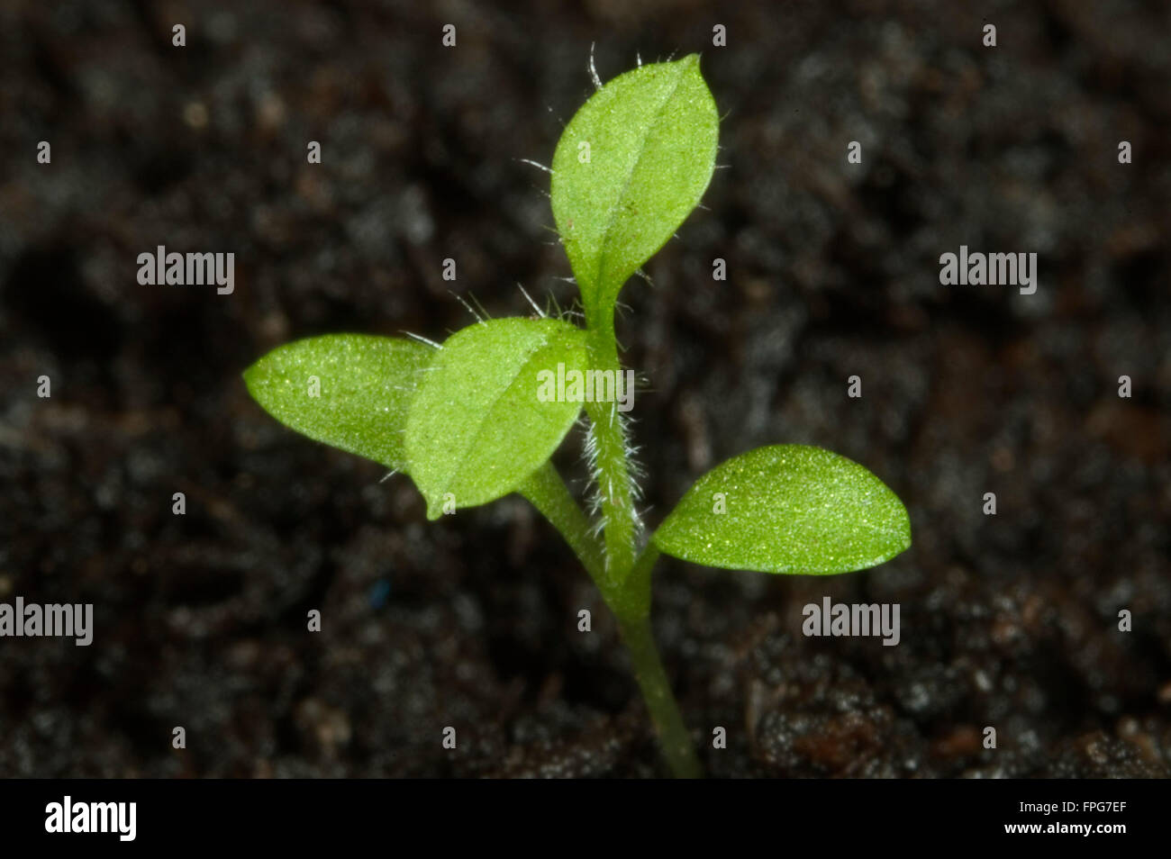 Mouron des oiseaux des semis, Stellaria media, avec les cotylédons et les premières vraies feuilles des mauvaises herbes annuelles Banque D'Images