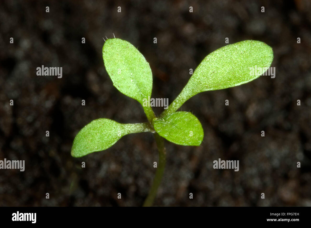 Mouron des oiseaux des semis, Stellaria media, avec les cotylédons et les premières vraies feuilles des mauvaises herbes annuelles Banque D'Images