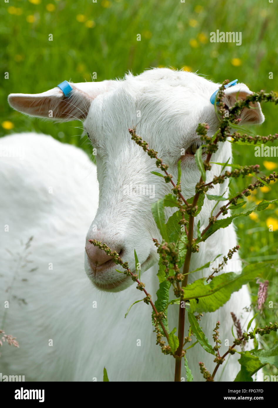Les jeunes filles de race mixte chèvre type saanen dans un champ d'herbe avec un dock fleur, Berkshire, juin Banque D'Images
