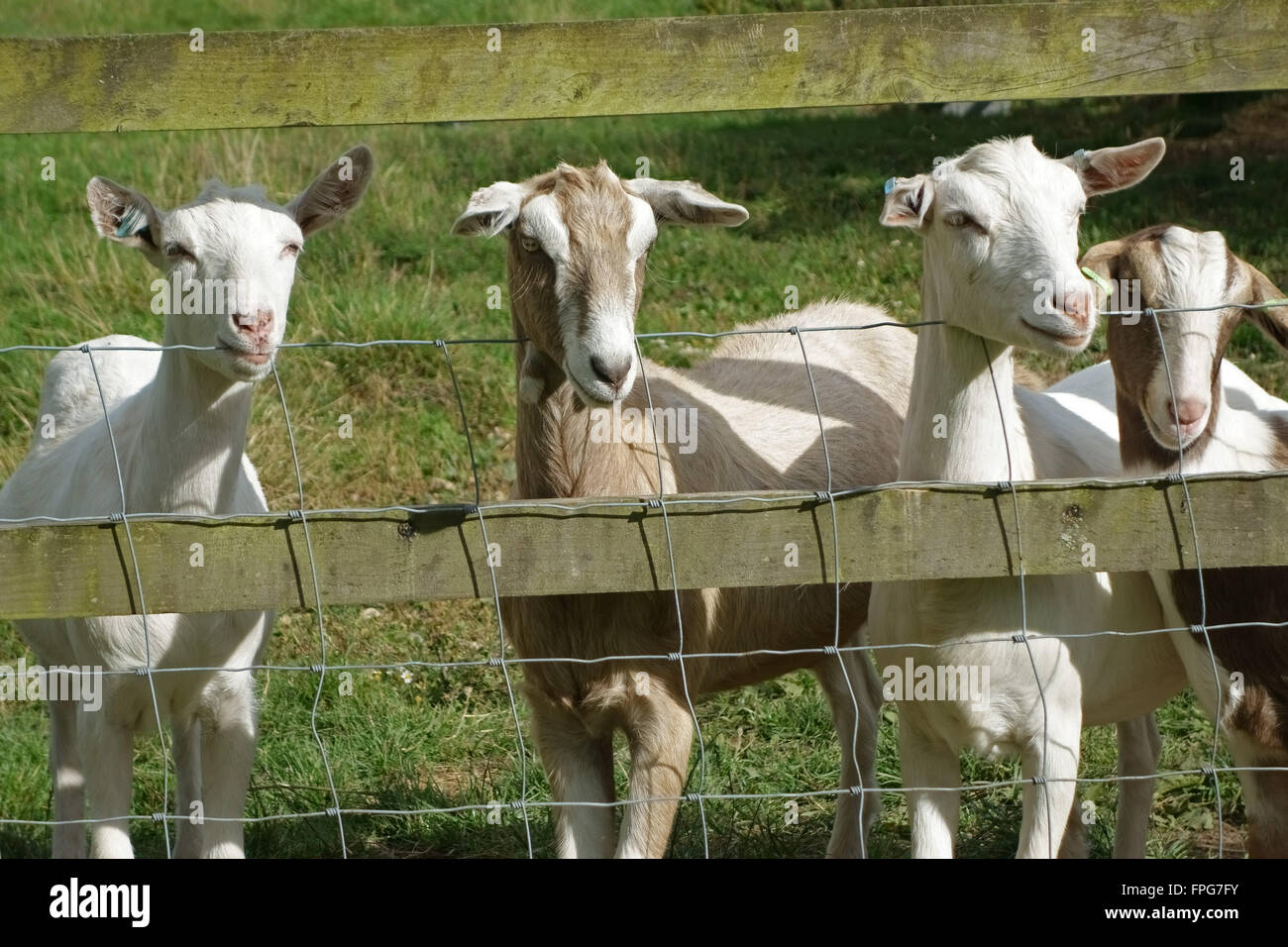 Les jeunes chèvres de race mixte, la descendance de traire les chèvres, à la clôture d'un champ, Berkshire, juin Banque D'Images
