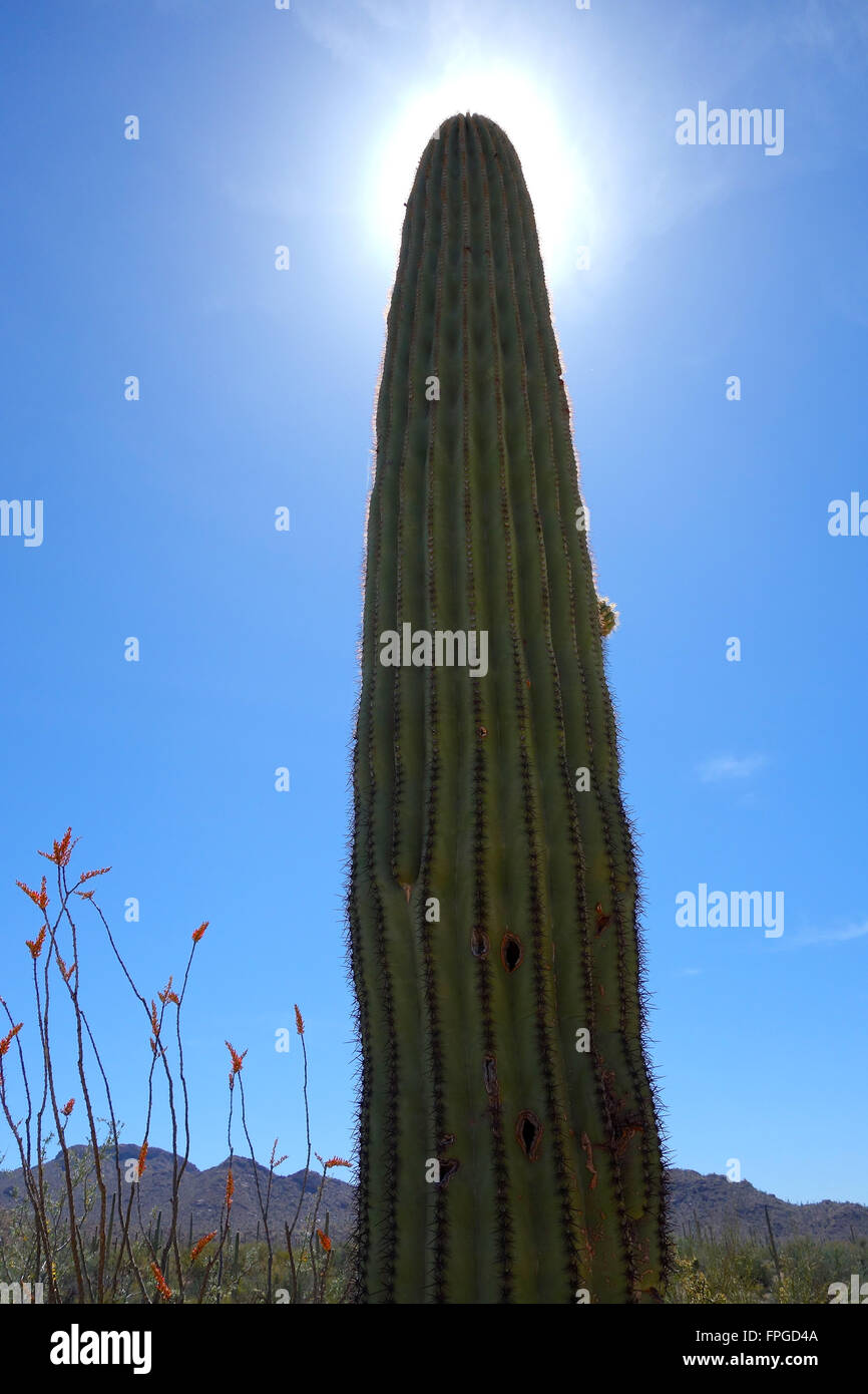 Cactus Saguaro (Carnegiea gigantea) et un La (Fouquieria splendens) à Tucson, Arizona à Saguaro National Park - à l'Ouest. Banque D'Images