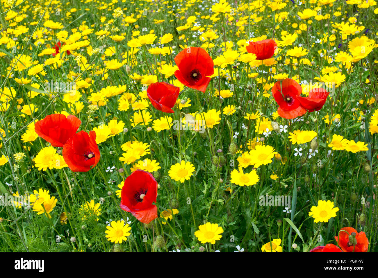 Des champs de coquelicots et autres fleurs de couleur Photo Stock - Alamy