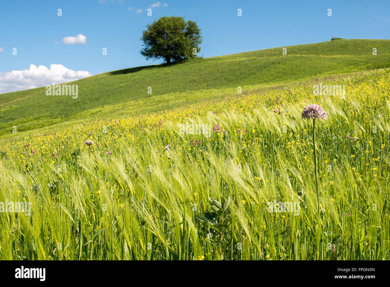 De grands champs de blé avec ciel bleu Banque D'Images