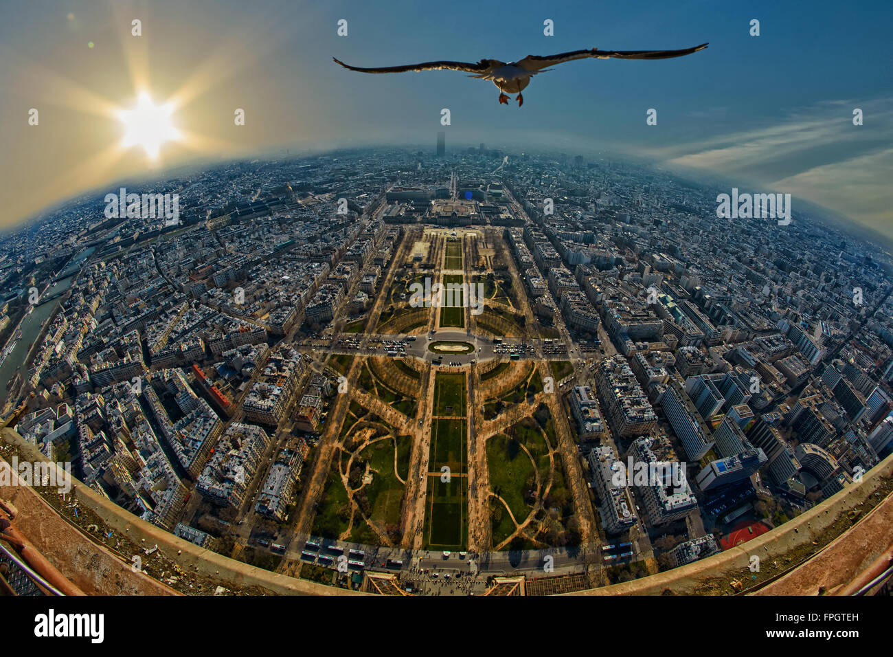 Concept de la liberté - Mouette volant au-dessus de Champ de Mars à Paris, France Banque D'Images