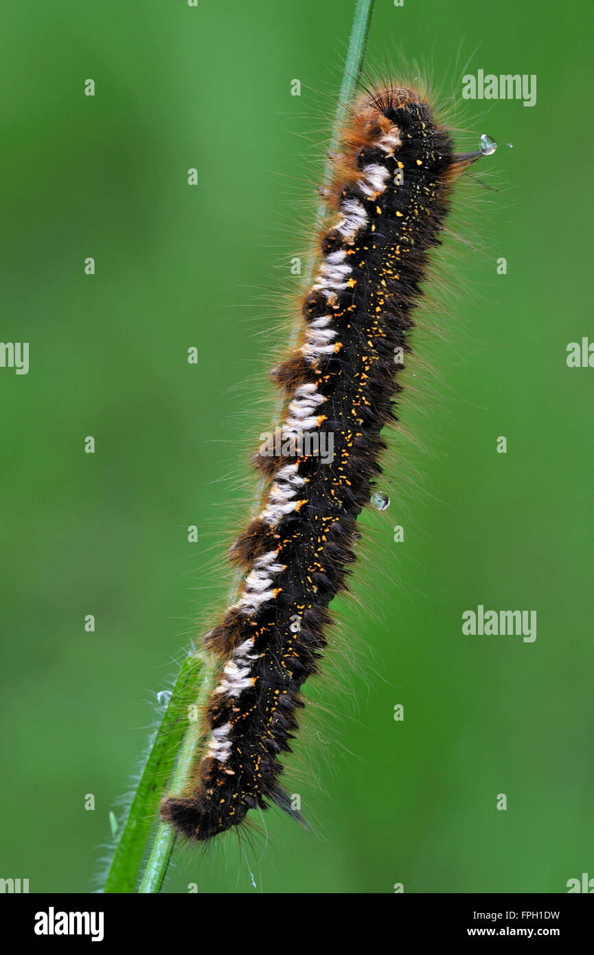 Papillon buveur (caterpillar Euthrix potatoria / Philudoria potatoria) sur un brin d'herbe Banque D'Images