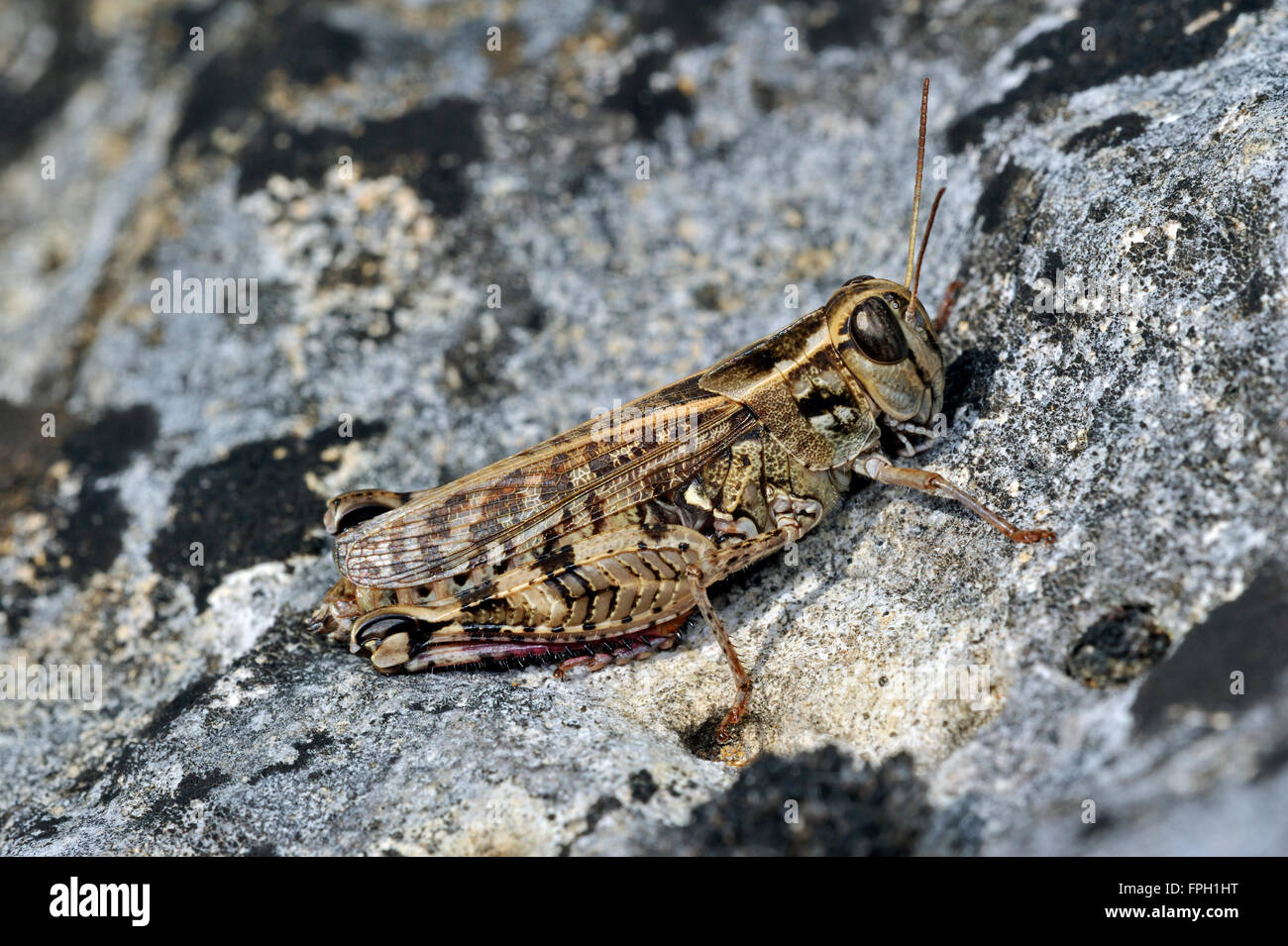 Criquet italien (Calliptamus italicus / Calliptenus cerisanus) on rock Banque D'Images