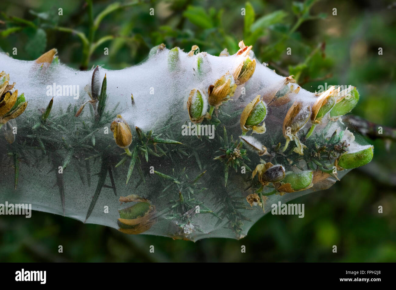 L'ajonc (Ulex europaeus) recouvert de Silken web larvaire communal de papillons de l'hermine (Yponomeutidae) Banque D'Images