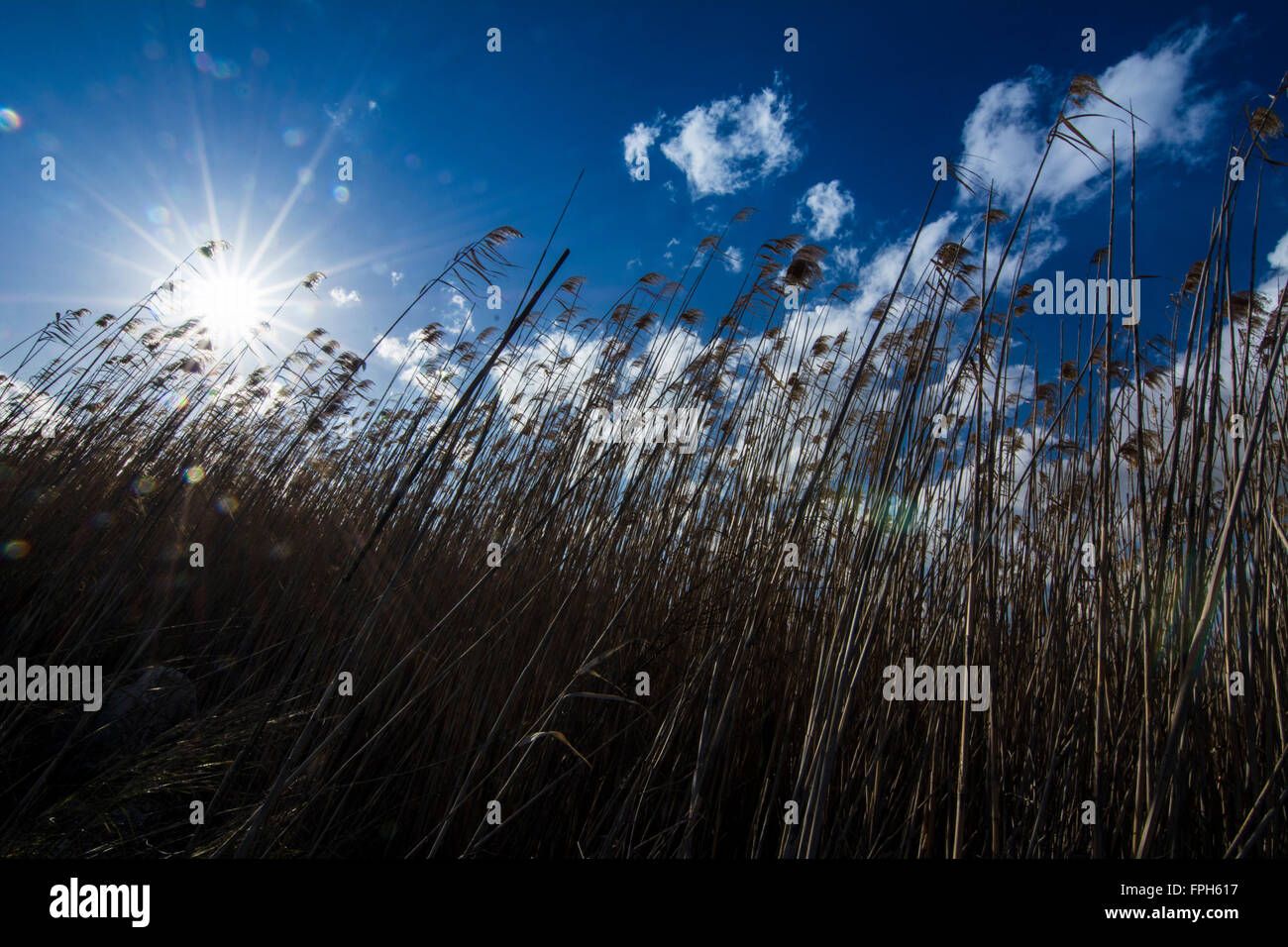 Grain d'or en herbe bleu ciel Banque D'Images