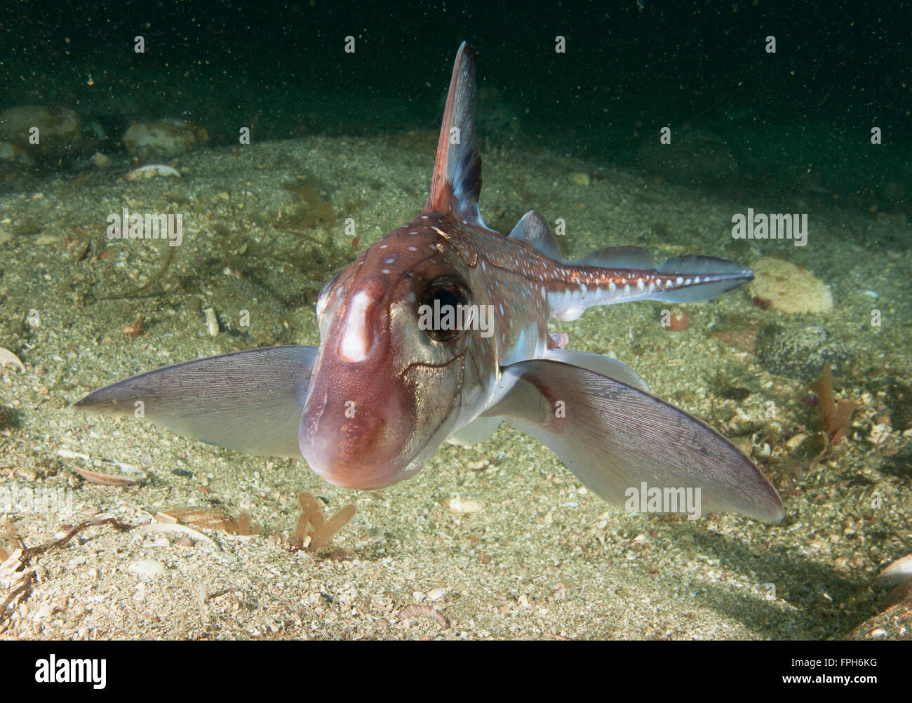 Spotted Ratfish (chimère Hydrolagus colliei) mâle adulte, montrant, à la recherche de tête clasper vers, les crabes, les coquillages et autres inve Banque D'Images