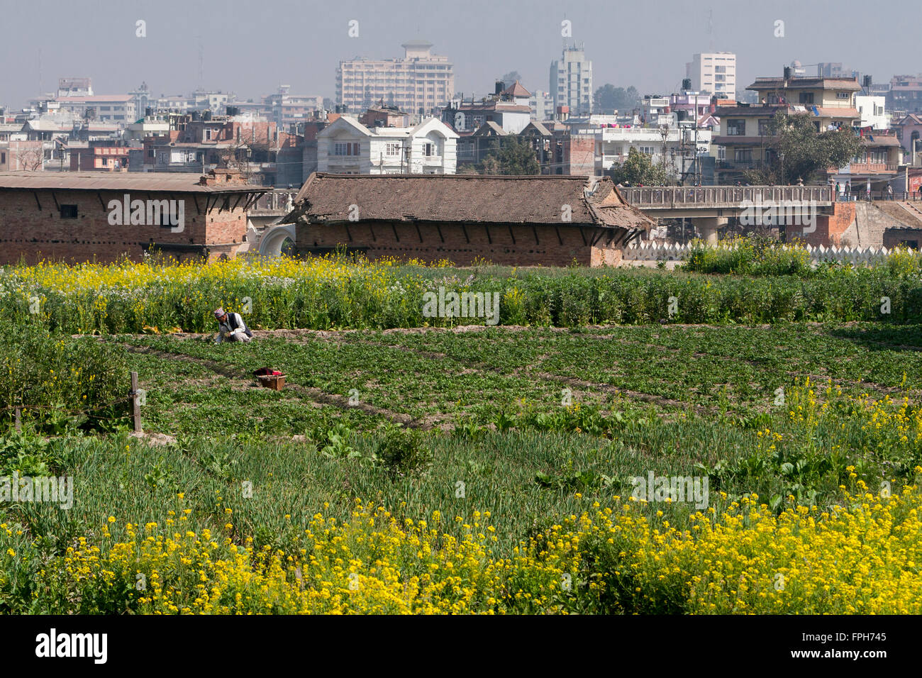 Le Népal, Patan. Exploitant agricole travaillant dans son champ, Katmandou en arrière-plan. Banque D'Images