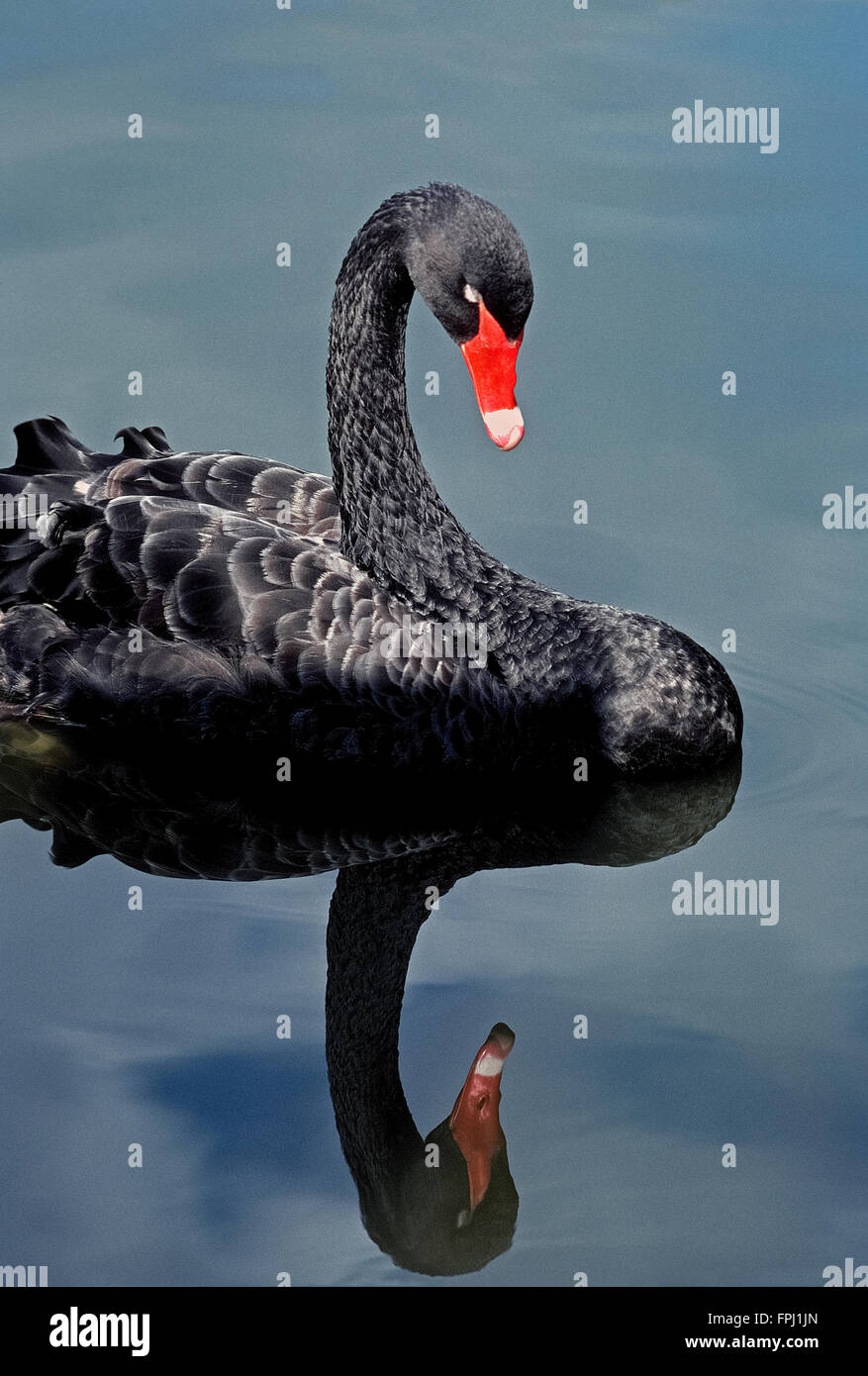 Un lac calme reflète l'image d'un cygne noir (Cygnus atratus), l'exotisme waterfowl marquée par une loi rouge avec une bande blanche près de sa pointe. Banque D'Images
