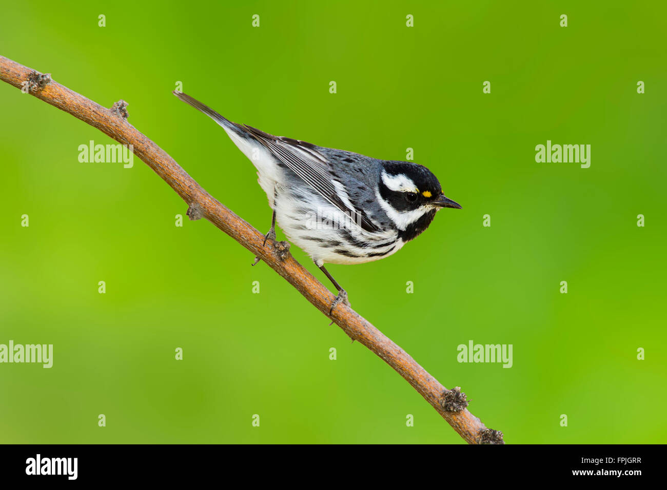 Black-throated Gray Warbler Dendroica nigrescens Tucson, comté de Pima, Arizona, United States 4 mâles adultes Mars Parulidae Banque D'Images