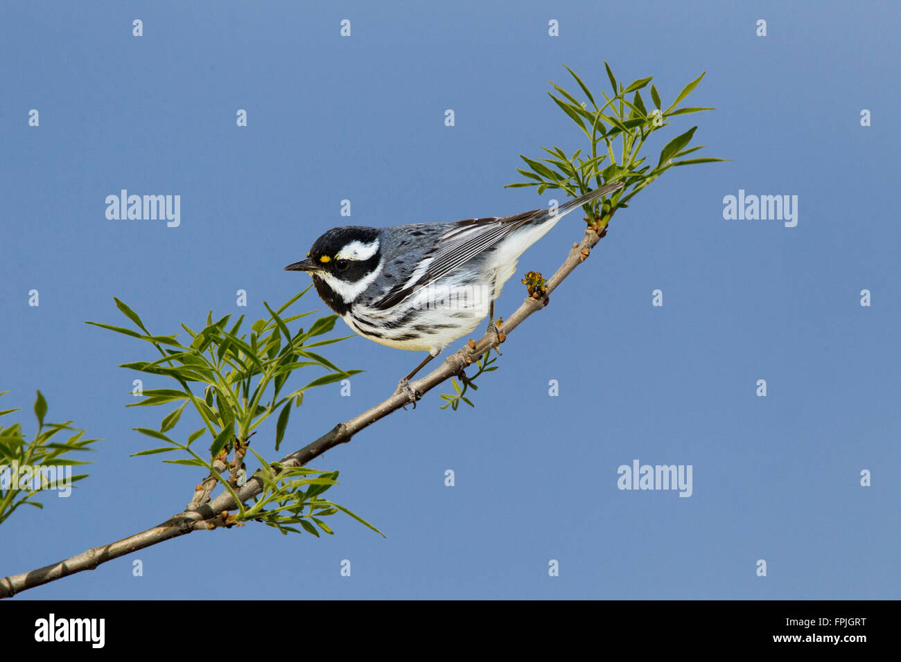 Black-throated Gray Warbler Dendroica nigrescens Tucson, comté de Pima, Arizona, United States 4 mâles adultes Mars Parulidae Banque D'Images
