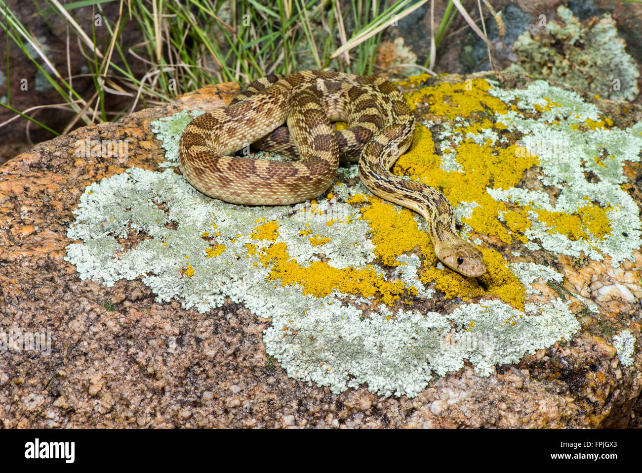 Pituophis catenifer Couleuvre à Tucson, comté de Pima, Arizona, United States 11 septembre Colubridés immatures Banque D'Images