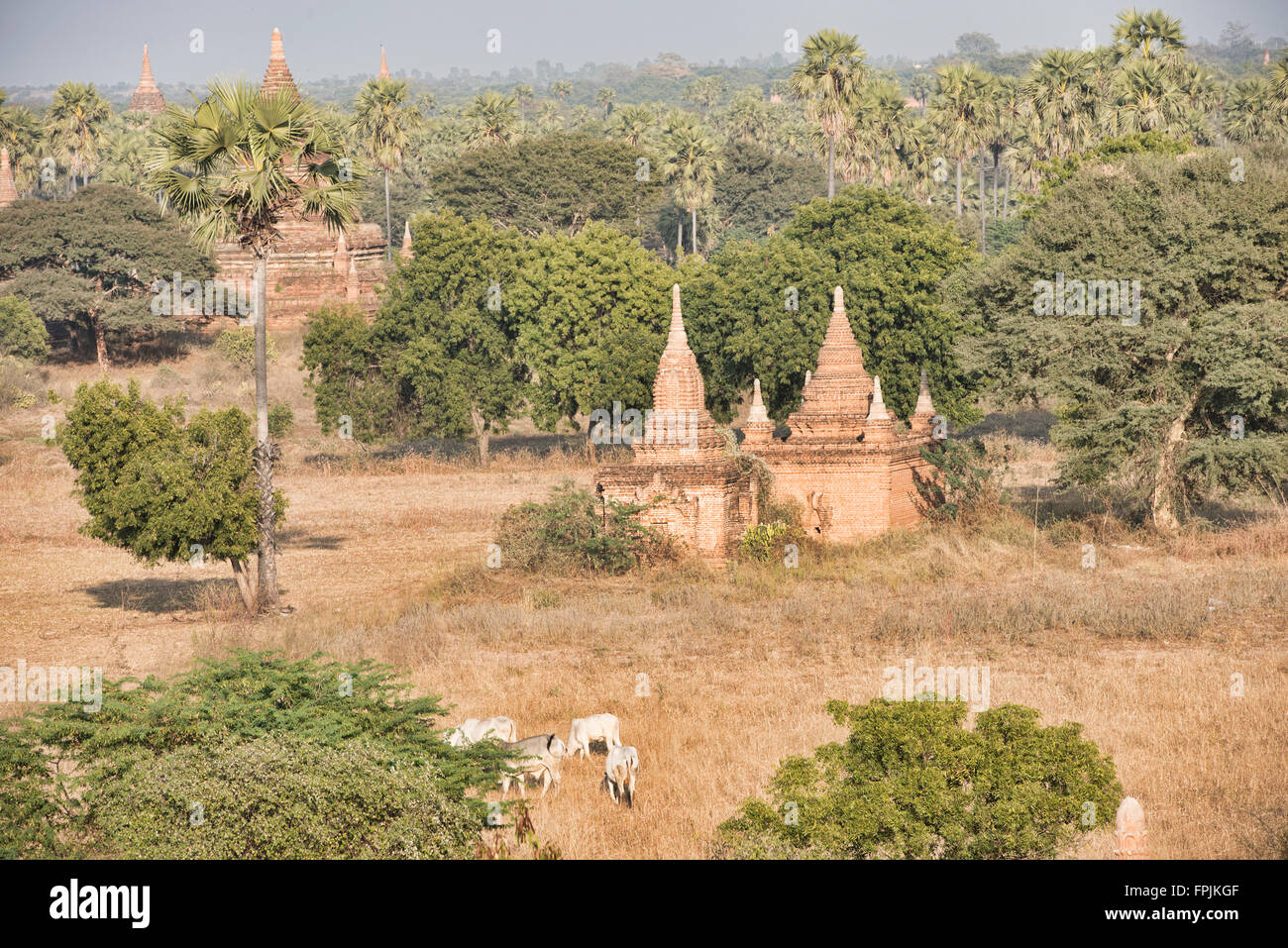 Le pâturage en face de temple, Bagan, Myanmar Banque D'Images