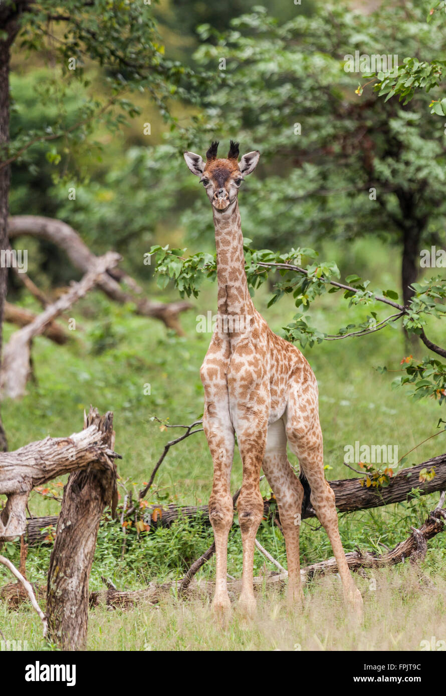 Un bébé girafe angolais à Parc National de Mosi-oa-Tunya, Livingstone, Zambie, Afrique Banque D'Images