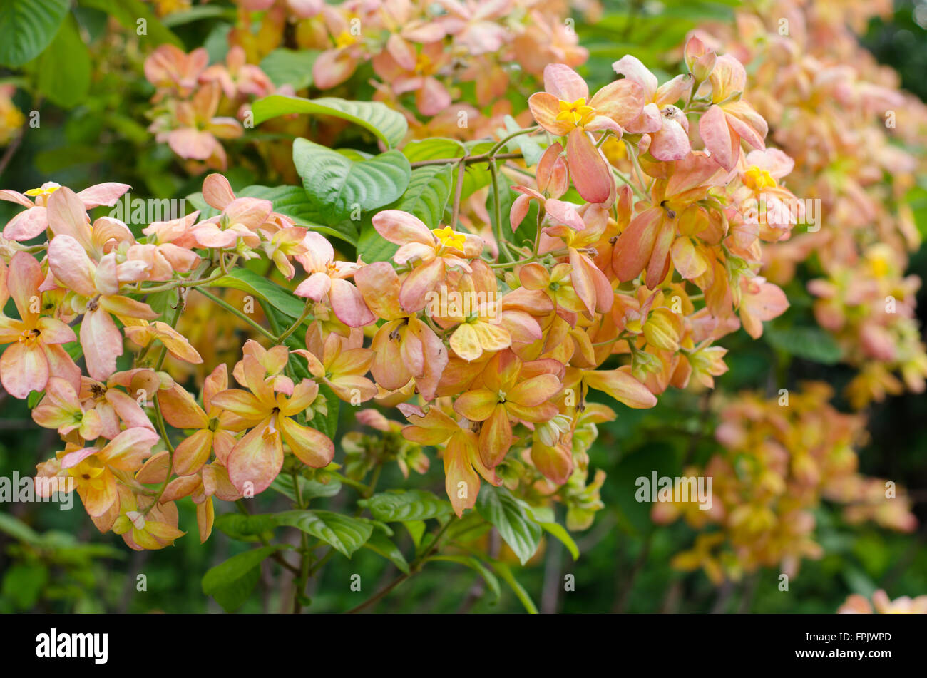 Mussaenda Philippica Arbre vierge dans le jardin ,Thaïlande Banque D'Images