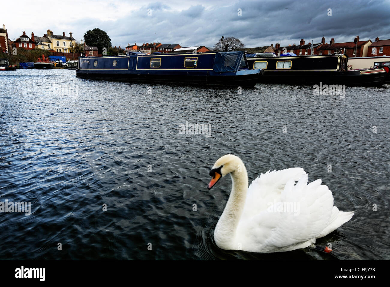 Un cygne jouit de la paix et de la tranquillité dans les bassins du canal à Stourpoirt à Severn Banque D'Images