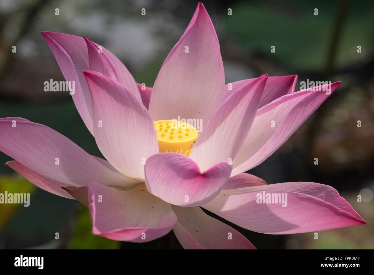 Close up of a Pink Lotus, Nelumbo nucifera, est associé à la pureté, l'éveil spirituel et la fidélité dans le Bouddhisme Banque D'Images