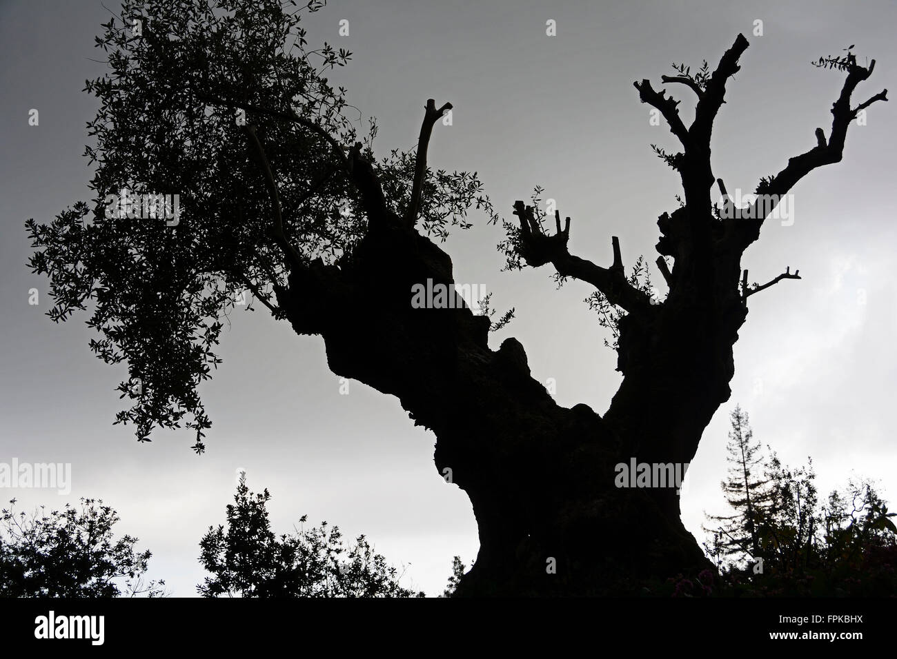Funchal, 300 ans olivier dans le jardin tropical monte Banque D'Images