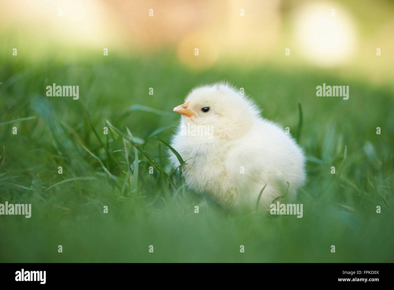 Poulet domestique, Gallus gallus domesticus, chick, meadow, frontale, Comité permanent Banque D'Images