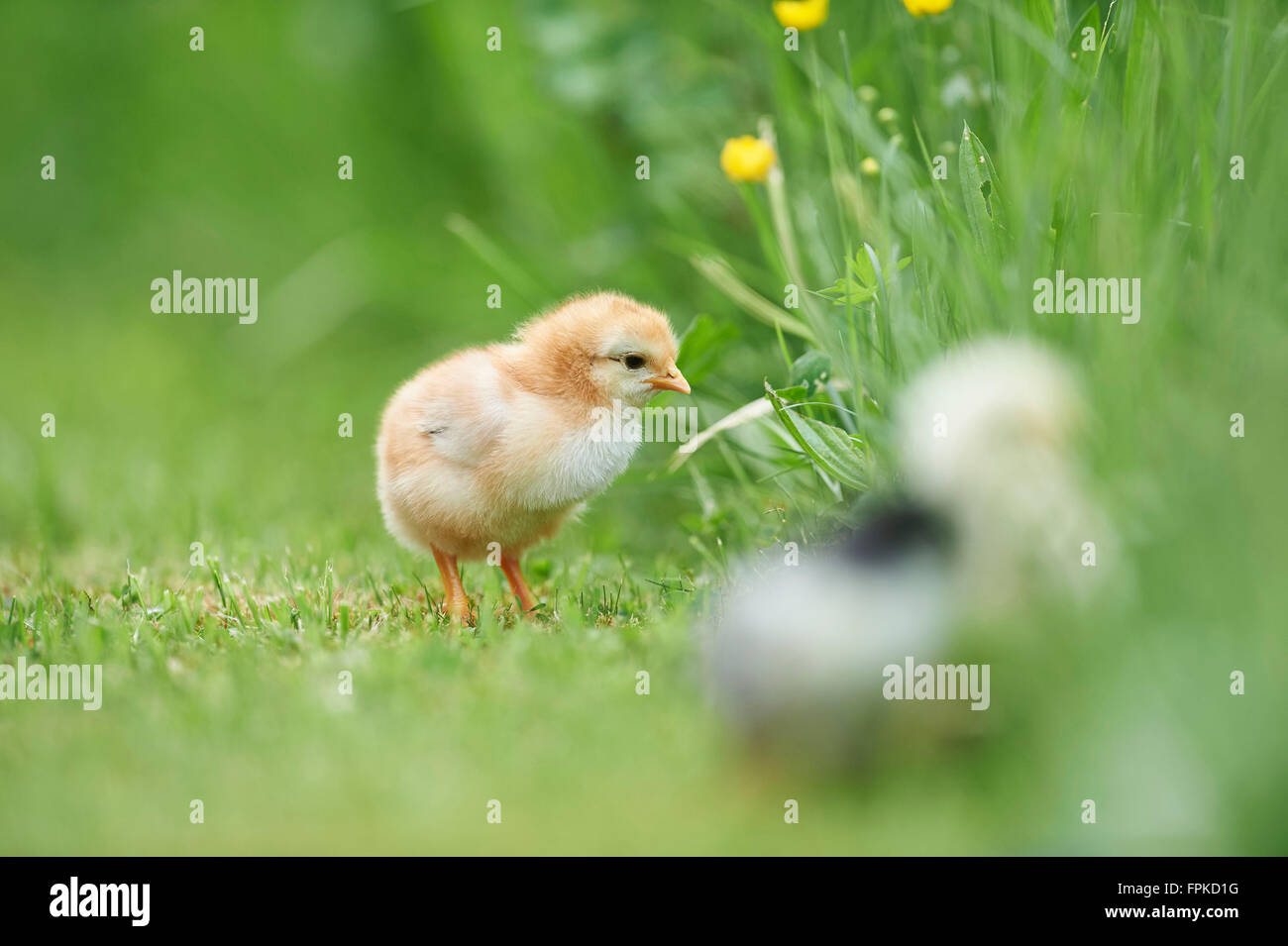 Poulet domestique, Gallus gallus domesticus, chick, meadow, frontale, Comité permanent Banque D'Images