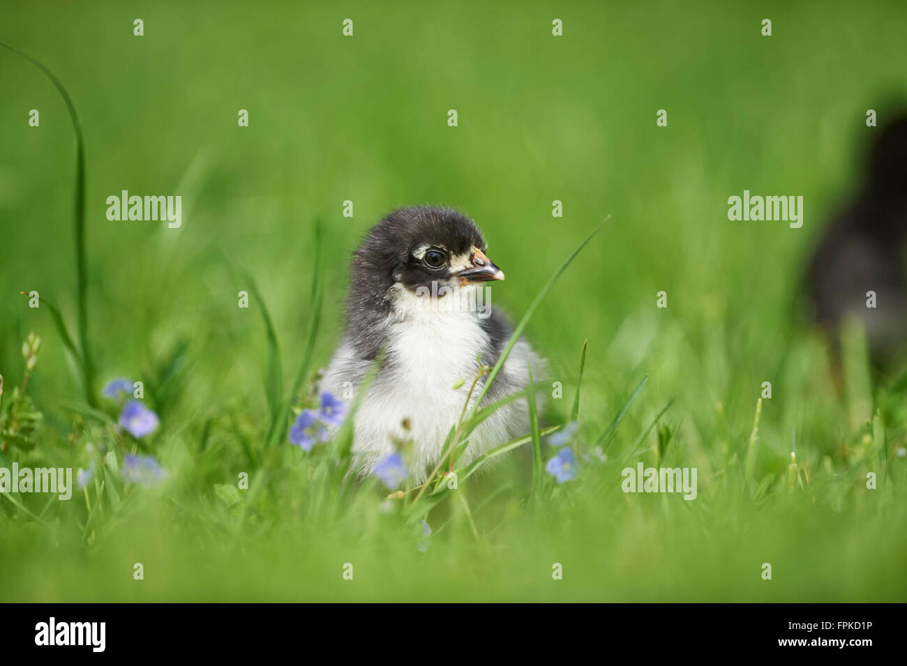 Poulet domestique, Gallus gallus domesticus, chick, meadow, frontale, Comité permanent Banque D'Images