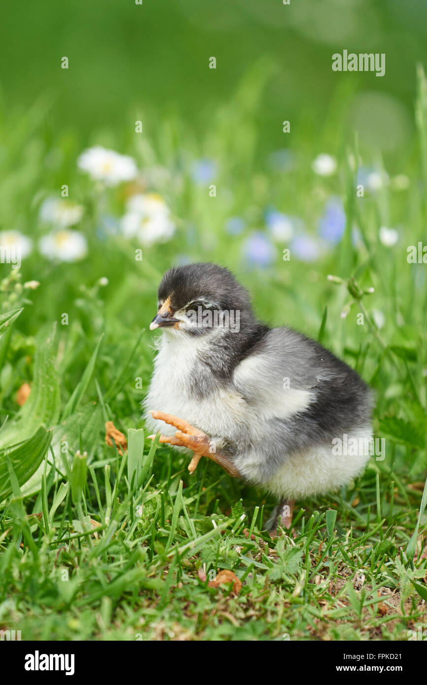 Poulet domestique, Gallus gallus domesticus, chick, meadow, frontale, Comité permanent Banque D'Images