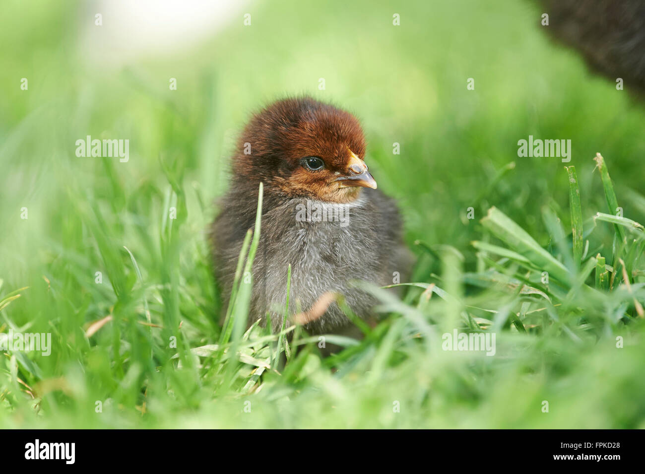 Poulet domestique, Gallus gallus domesticus, chick, meadow, frontale, Comité permanent Banque D'Images