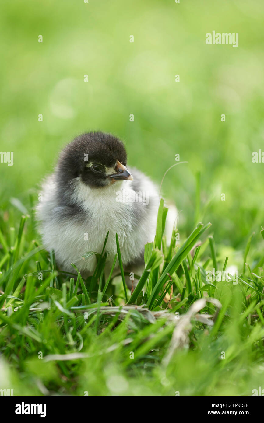 Poulet domestique, Gallus gallus domesticus, chick, meadow, frontale, Comité permanent Banque D'Images