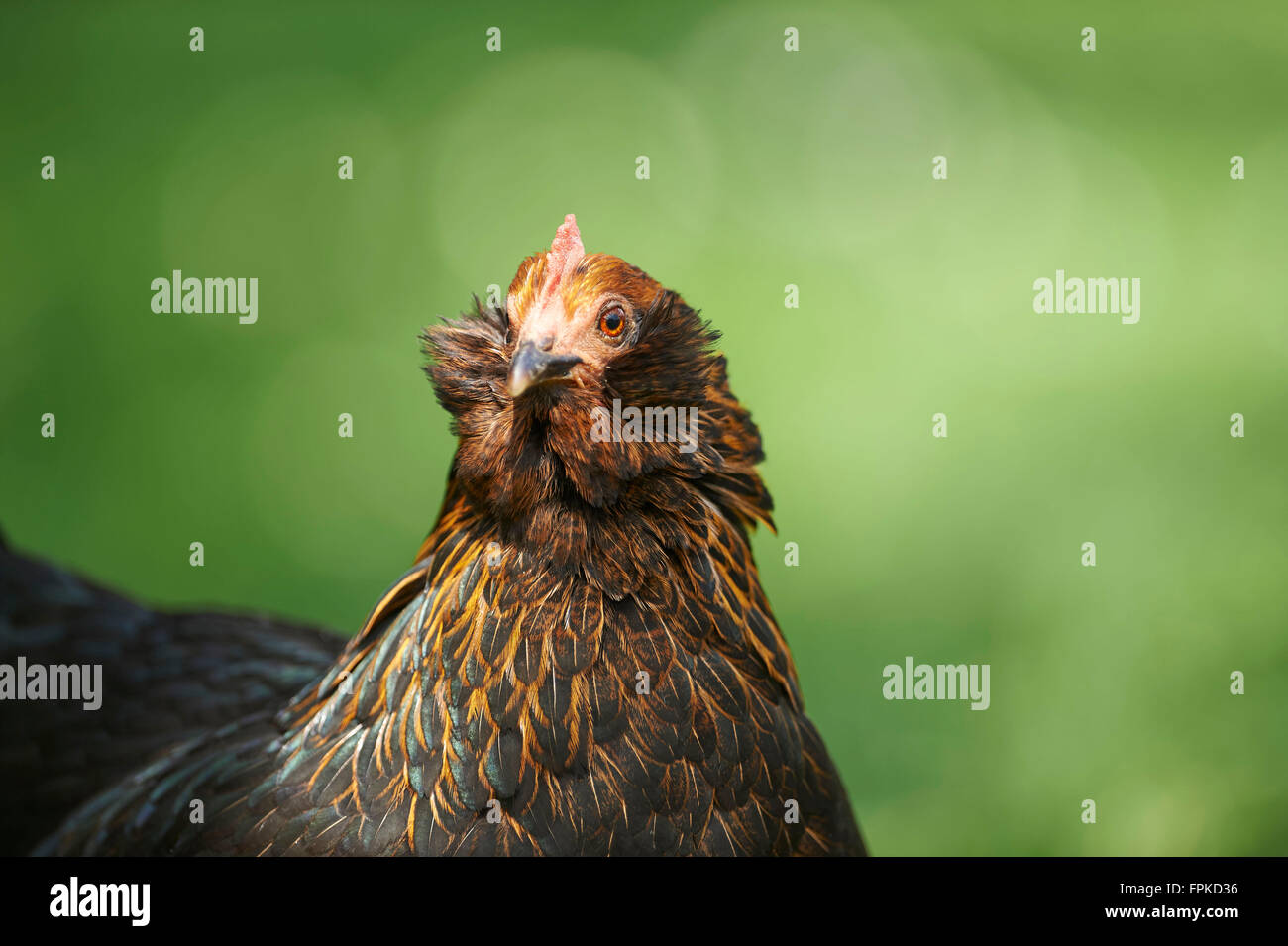 Poulet domestique, Gallus gallus domesticus, portrait, frontale, looking at camera Banque D'Images