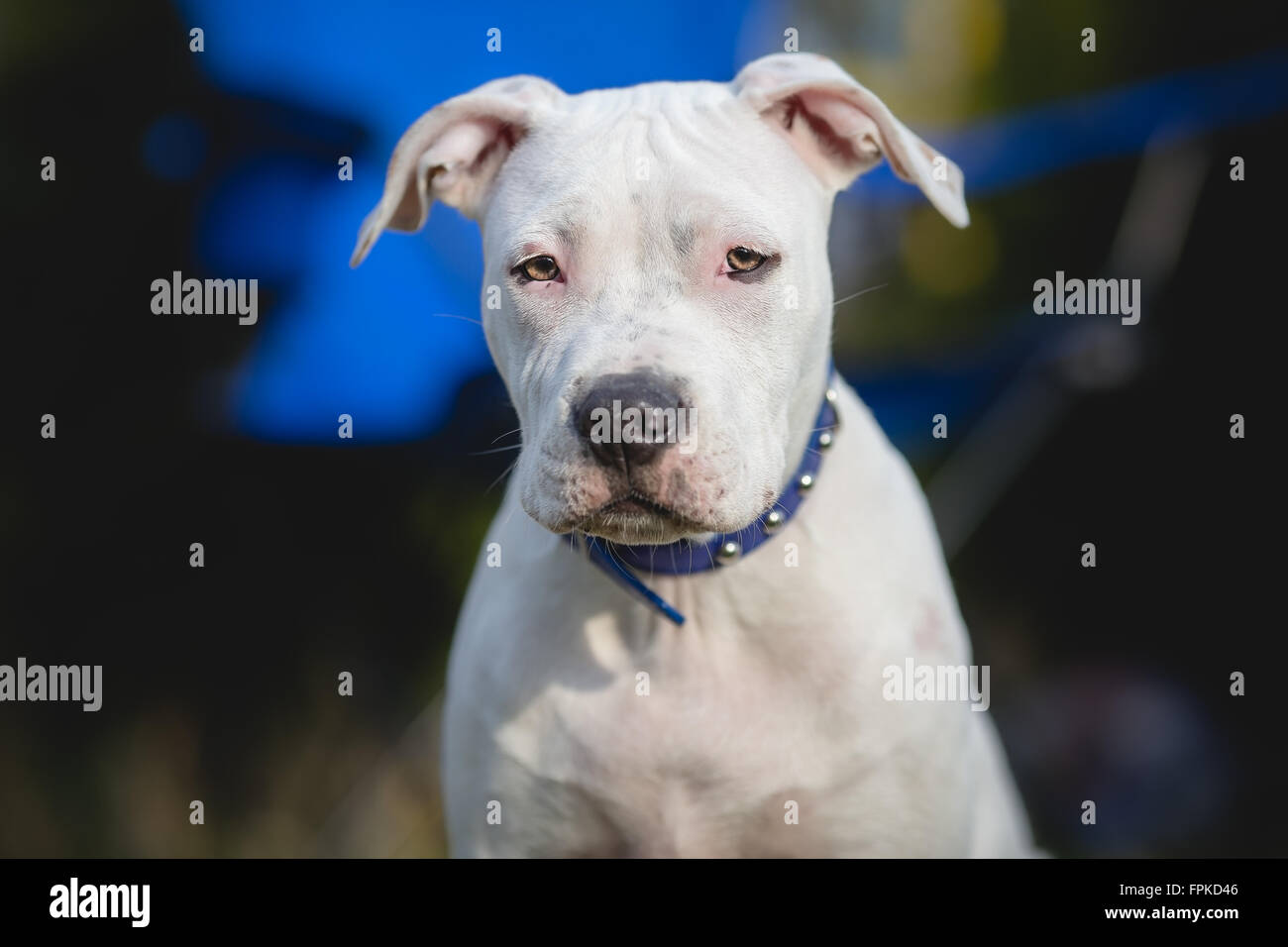 White American Staffordshire terrier puppy Portrait Banque D'Images