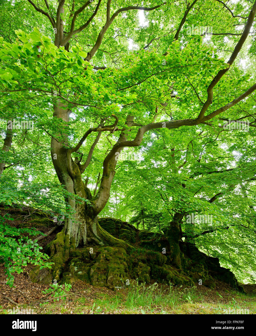 Vieux hêtres grandi ensemble sur rock couvert de mousse, parc national, Förster Hessen, Allemagne Banque D'Images