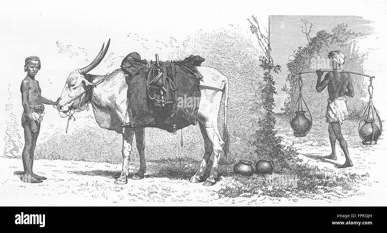 Inde : Himalaya : Baggage-Animal, l'Inde, l'ancien 1880 Banque D'Images