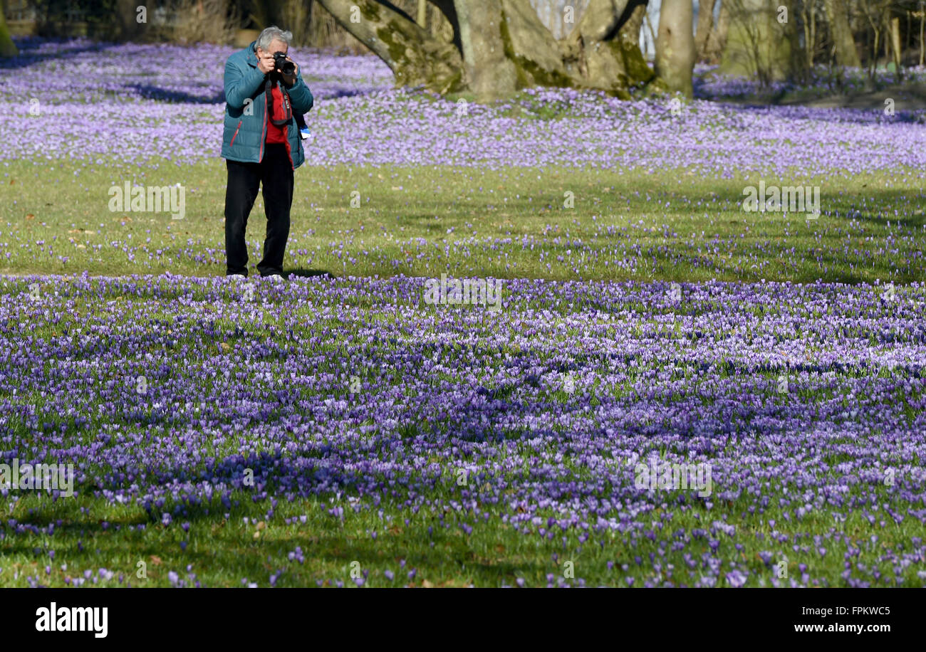 Husum, Allemagne. Mar 17, 2016. Les crocus fleurissent dans le parc du château de Husum, Allemagne, 17 mars 2016. Environ quatre millions de Crocus transformer le parc en une mer de fleurs violettes. Ce week-end, le crocus festival est célébré à Husum. PHOTO : CARSTEN REHDER/dpa/Alamy Live News Banque D'Images