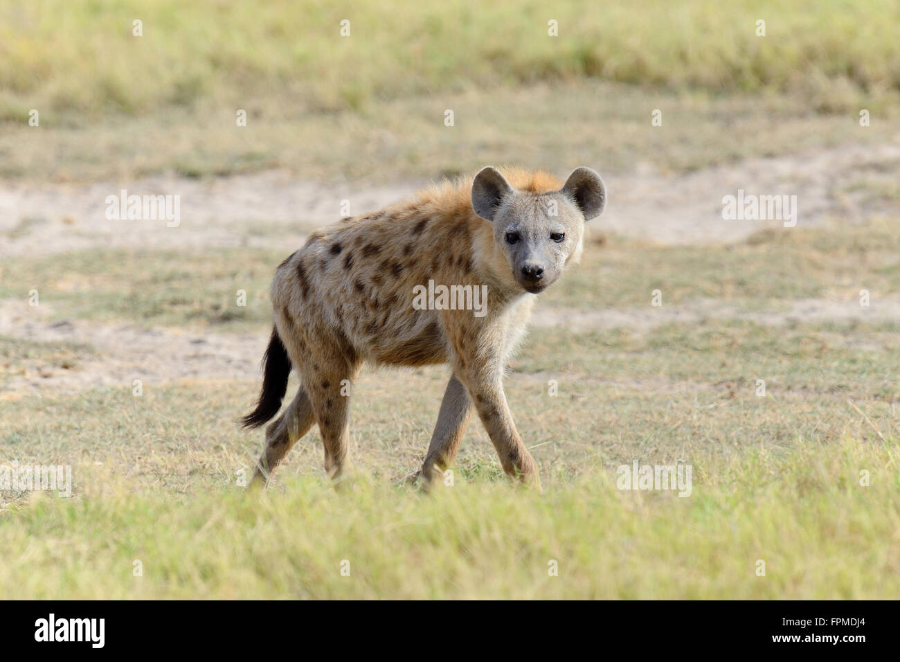 Dans l'hyène, parc national du Kenya, Afrique Banque D'Images