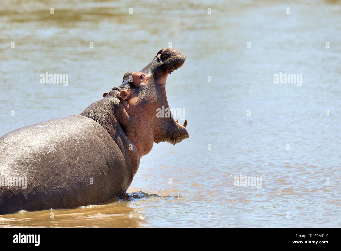 Famille Hippopotame (Hippopotamus amphibius) dans l'eau, le Kenya, l'Afrique Banque D'Images