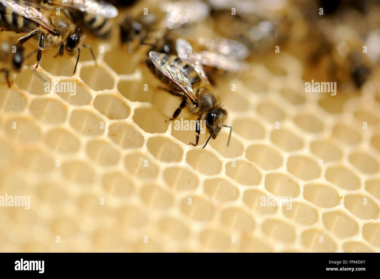 Vue rapprochée du groupe abeilles sur honeycells Banque D'Images