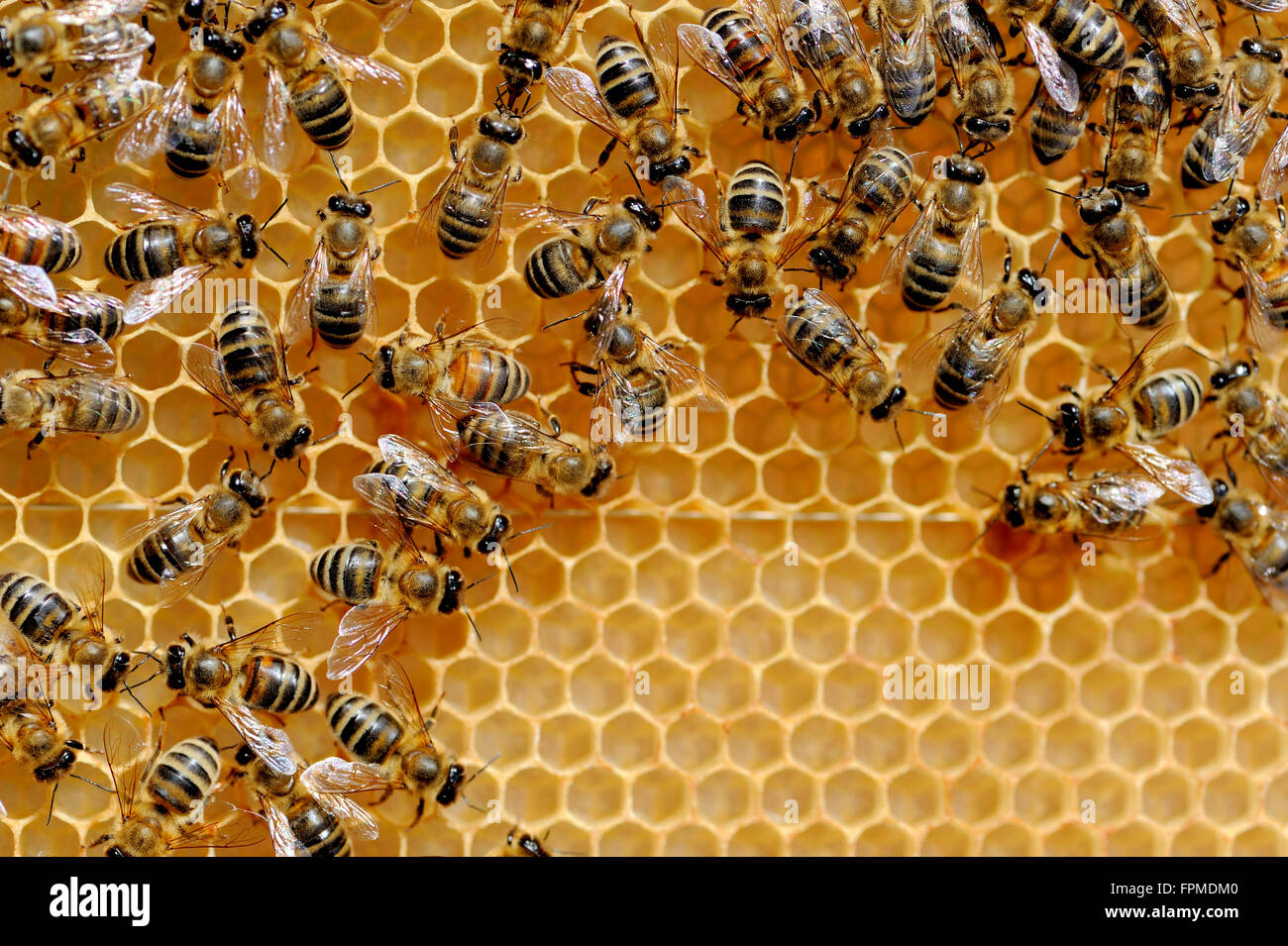 Vue rapprochée du groupe abeilles sur les cellules de miel Banque D'Images