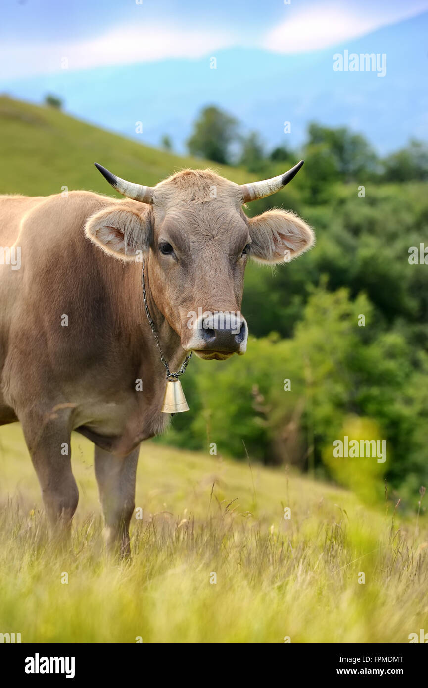 Les vaches sur une prairie d'été dans les montagnes Banque D'Images