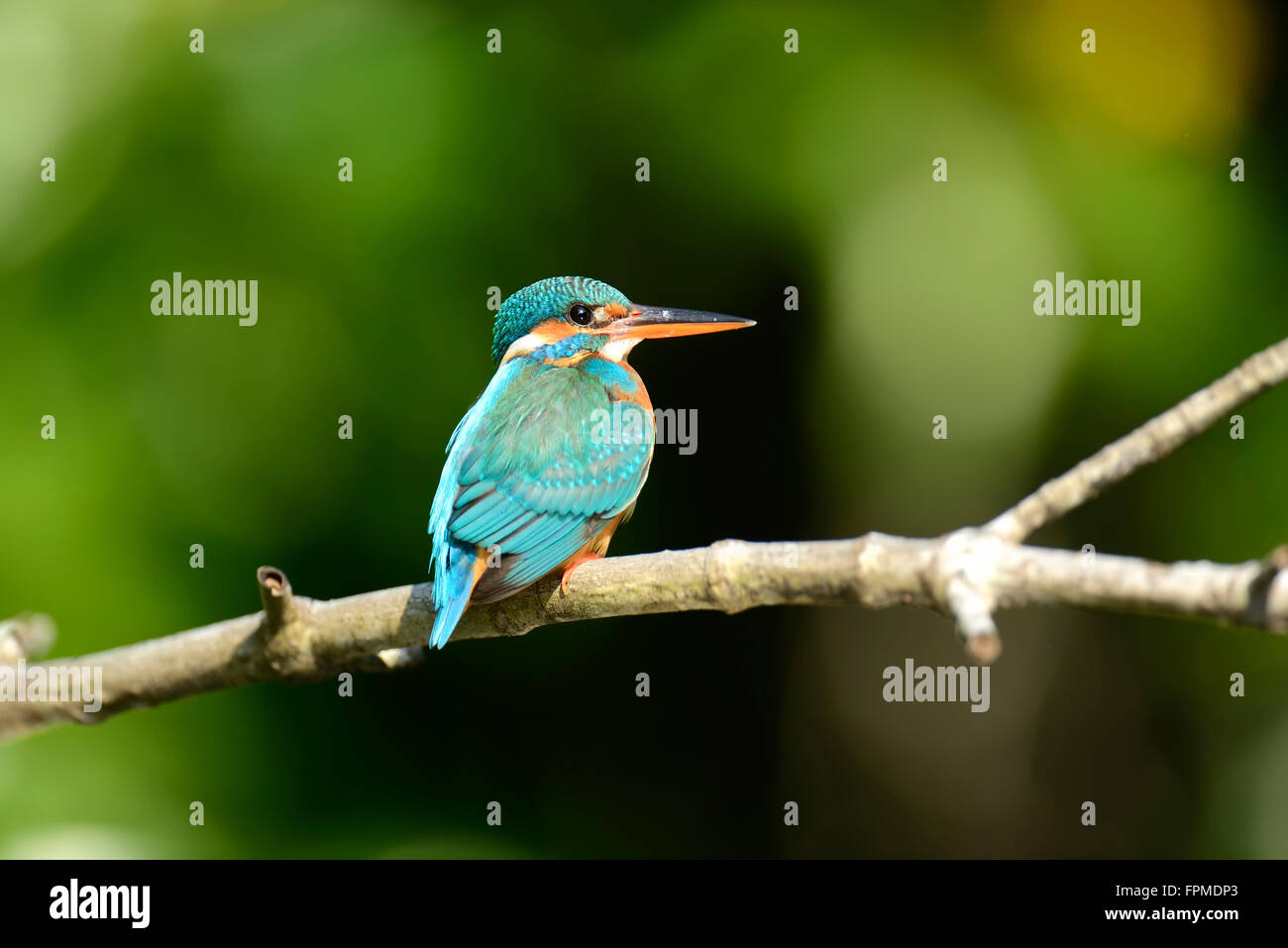 Beau bleu Kingfisher oiseau sur une branche Banque D'Images