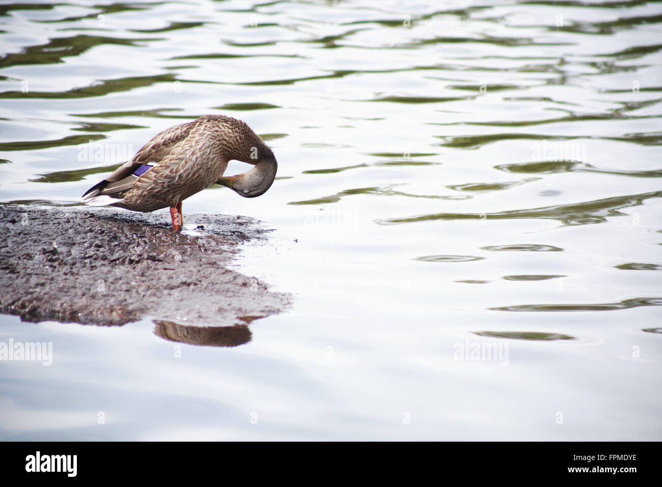 Canard sauvage libre de l'article sur pierre dans l'eau Banque D'Images