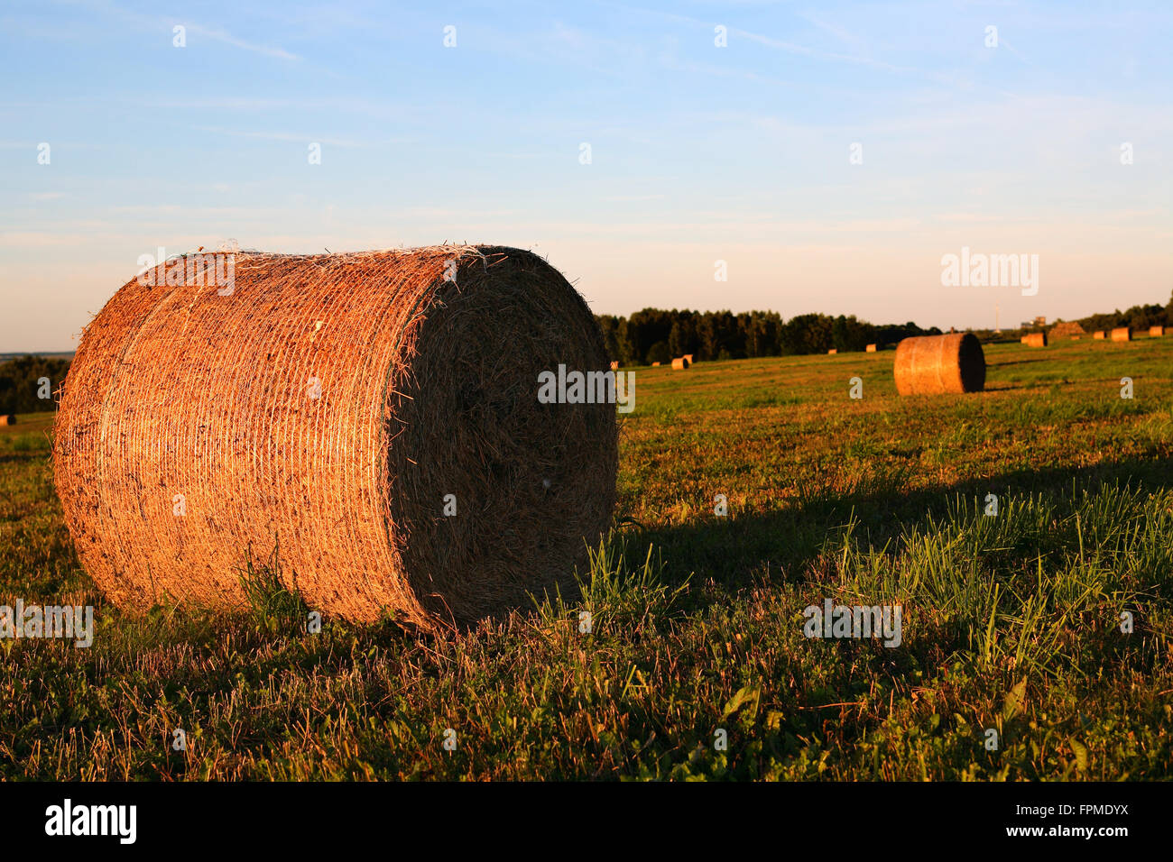 Paysage de l'agriculture. Rouleaux de paille sur field at sunset Banque D'Images