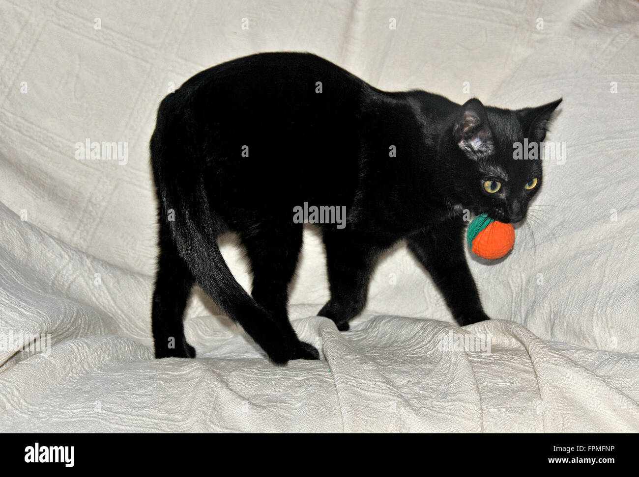 jeu de chatons noirs Banque D'Images jeu de chatons noirs Banque D'Images