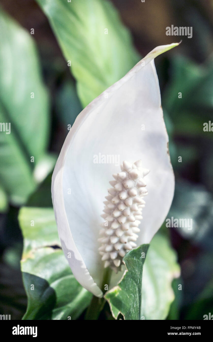 De belles courbes à cannelures de la paix fragile avec la lumière du soleil pommelé lily dans un jardin tropical luxuriant jardin de la cour d'Oaxaca Oaxaca de Juarez Banque D'Images