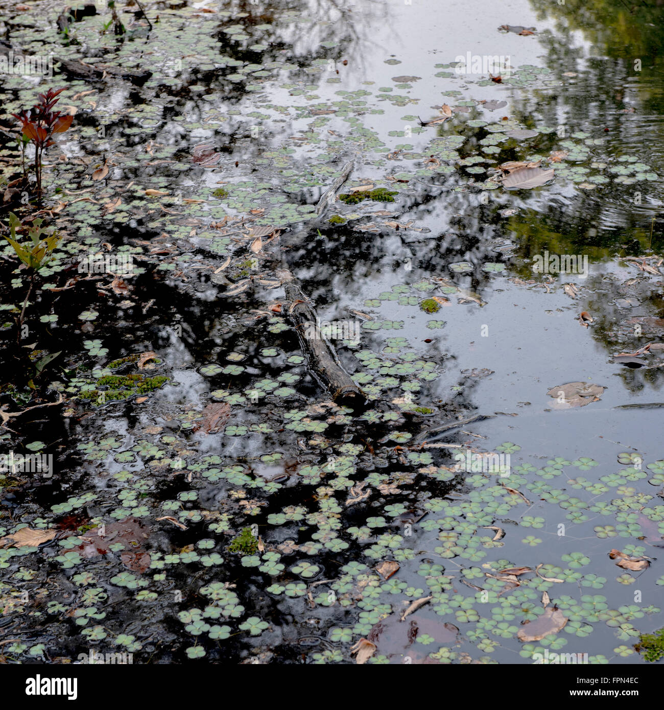 Marsilea quadrifolia, eau Shamrock, fougères aquatiques de l'eau famille de trèfle, flottant dans les douves autour des temples de Preah Khan , Banque D'Images