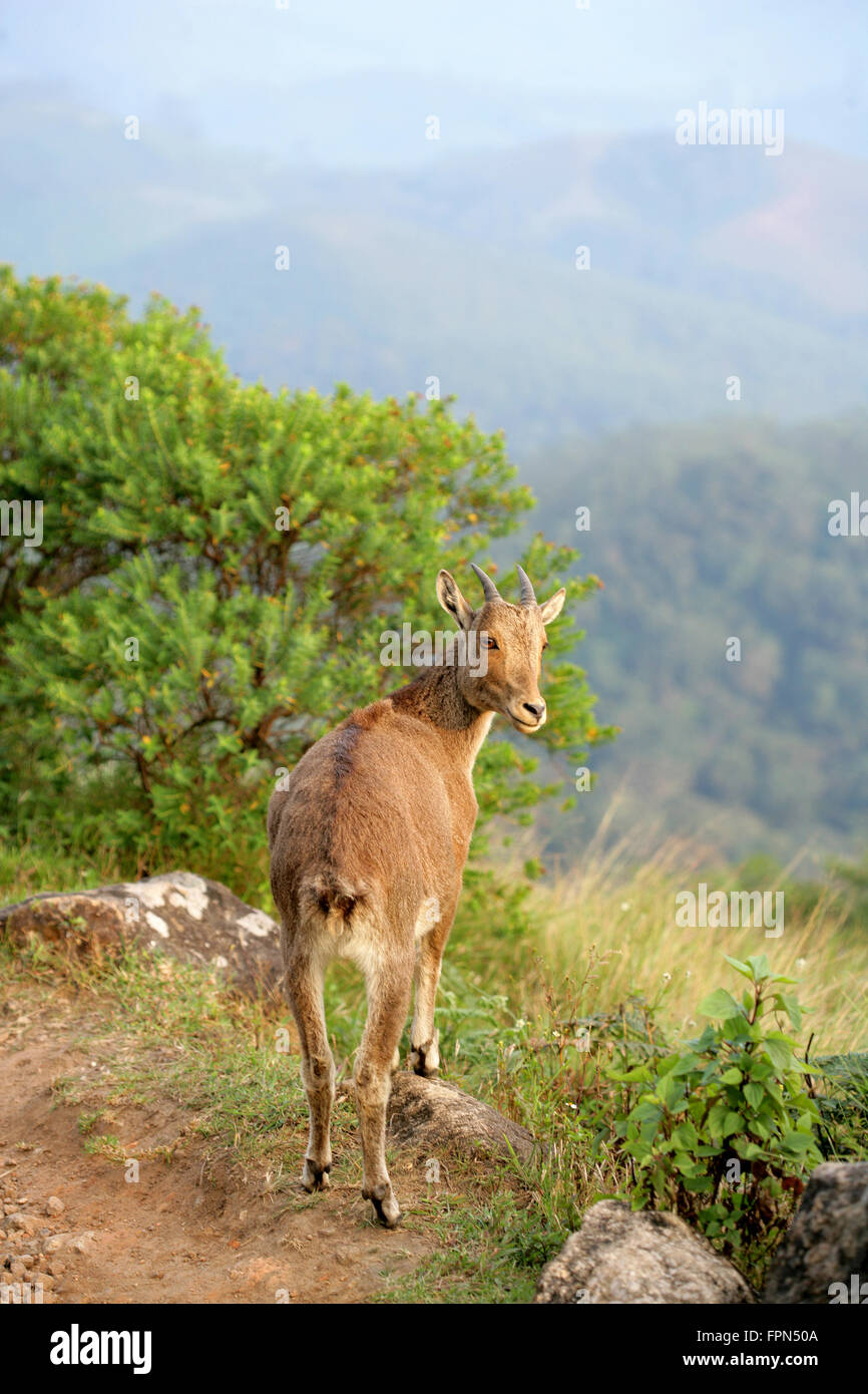 Nilgiri Tahr rares Hemitragus hylocrius) (la chèvre de montagne dans les Ghâts occidentaux, le sud de l'Inde.espèces vu au Kerala Banque D'Images