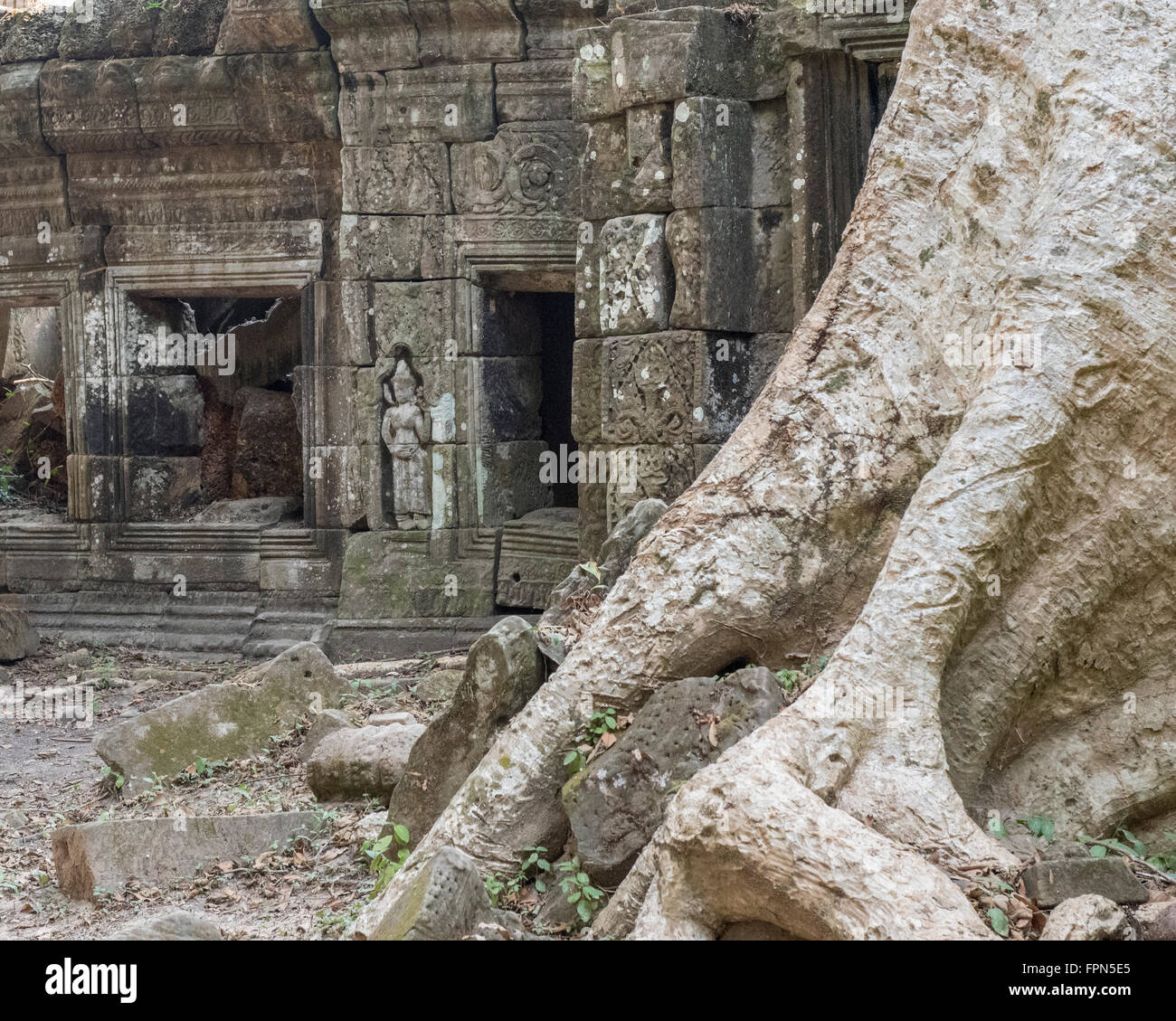 Tronc et racines d'un arbre immense à côté d'une statue d'une femme dans les ruines de Preah Khan, le Temple de l'épée sacrée Banque D'Images